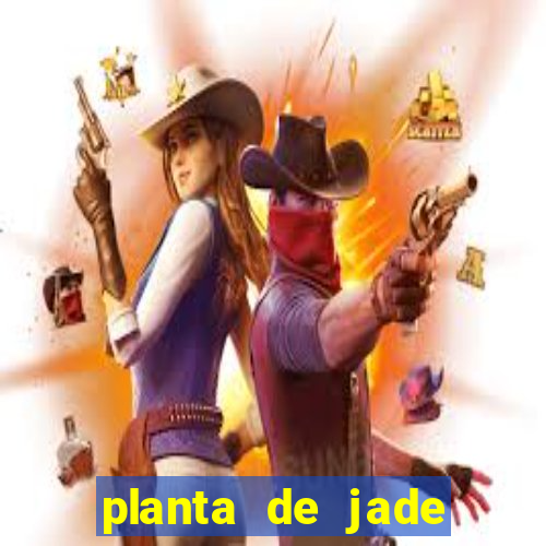 planta de jade significado espiritual